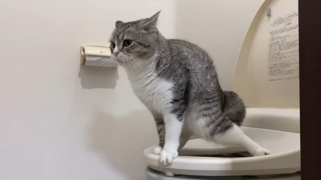 人間用のトイレで排泄するもちまる