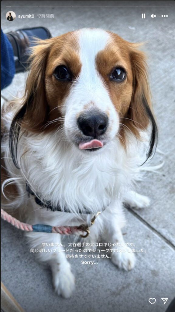 話題の大谷翔平と、愛犬がロキという噂のきっかけになったストーリー